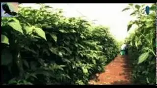 Documental: Oaxacalifornia, los campos de San Quintín, Baja California, Mexico.