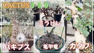 カクタス330の灌木系、冬型塊根