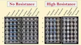 Hu_Mengjun_11.19_Fungicide Resistance and Management for small fruit sustainability