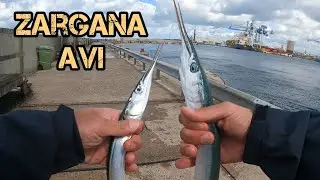 Zargana Avı Teknikleri ! Çapari Takım İle En Kolay Zargana avı