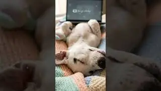 This Puppy Fell Asleep Sitting Up 🐶💤 | The Coziest Calm Moment