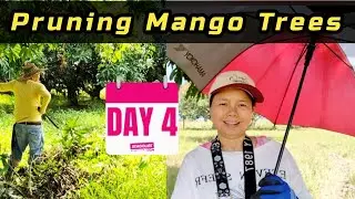 Mango Tree PRUNING / TRIMMING branches after Harvest  #mangofarming