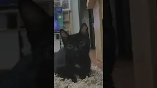 Что за глазки 😍❤️ #blackcat #kitten #kat #bestcat #кошка #котёнок #mylove #чернаякошка