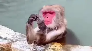 Pink lips meme ft-sunny Leone 