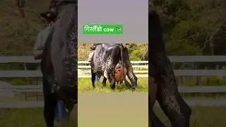 Girlando cow #girlando #gircow #hfcow #shoerts #shorts #agriculture #dairyfarming #milk #dairyfarm