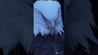 Eagle Owl Elephant Seal Wolf Bear Ibex Buffalo Winter Forest #eagles #owl #elephant #seal #wolf