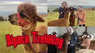 Come alpaca trekking with us! 🦙&hearts;️