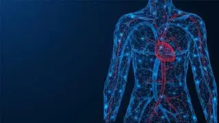 as level transport in humans /structure of blood vesseles