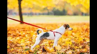 Choisir la bonne laisse pour son chien