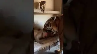 🐯😂  Baby Monkey Uses Tiger Prank to Wake Up Mom 😂 #funny #monkey #shorts #funnyanimalshorts