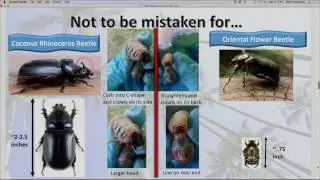 Coconut Rhinoceros Beetle Leeward Community College Presentation