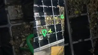 Seedlings in AC humidity dome first day watering and feed