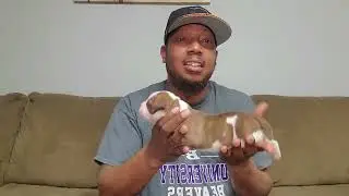 1 Week Puppy Showcase