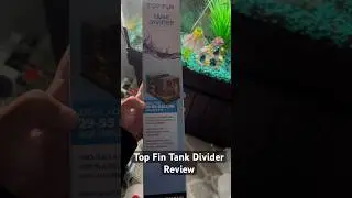 Top Fin Tank Divider Review #topfinds #fishtank #aquarium #guppyfry #guppy #shorts