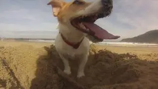 Dog digging in the sand like crazy