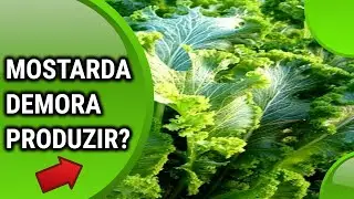 Quanto tempo um p&eacute; de mostarda demora para produzir? Quantos dias meses para fazer a colheita?