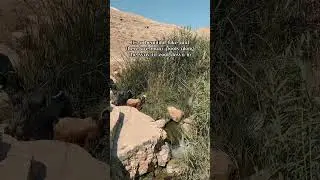 Hidden Gem in the Judean Desert