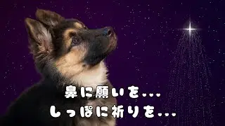 鼻に願いを、しっぽに祈りを【MV】