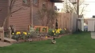 🐦Beautiful mallard duck,female duck and a peacock #VEDA 4/19/2016🐦