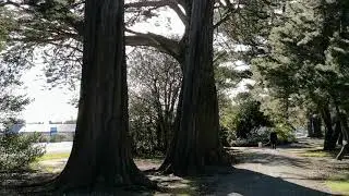 Walking Under the trees