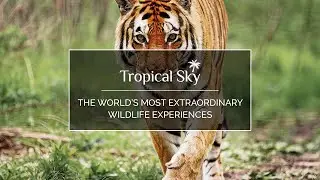 The world&rsquo;s most extraordinary wildlife holiday experiences with Tropical Sky