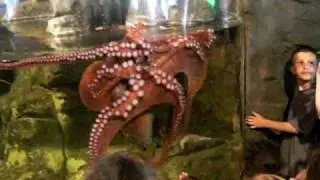 feeding the octopus seattle aquarium