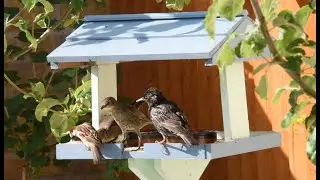 Garden bird watching | Starling, Black Bird, Sparrow.