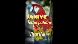 How to catch parrot | easy tricks | must watch by youtube master