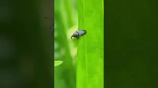 A little Stem Miner Weevil (Mecinus pyraster) in the grass #weevils