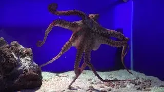 Pulpo del Acuario