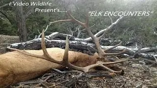 Elk Encounters