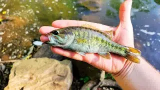 Exploring a Beautiful Alabama Creek in Search of a RARE Fish!!! | Warrior Bass