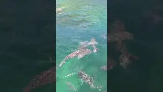 New Zealand snapper feeding on Jack mackeral.
