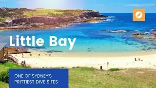 Diving Little Bay - Sydney's Prettiest Dive Site