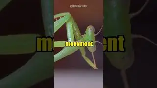 🦗 Unveiling the Enigma: Praying Mantis - Nature's Stealthy Predators! 🌿
