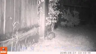 Save hedgehogs in one simple step