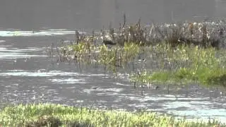 Green Sandpiper