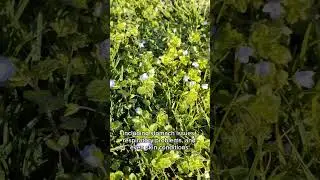 persian speedwell  veronica percica weeds