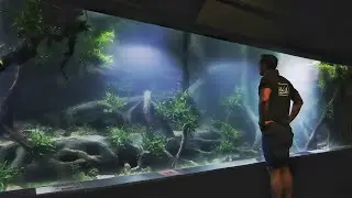 MIND BLOWN - 7500 gallon Asian Biotope Style Aquascape
