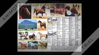 Arabian Horse Crabbet, Kellog, Russian, Polish Pedigree Slideshow Video Project
