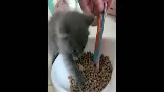 Greedy kitten protects its food in Henan, China