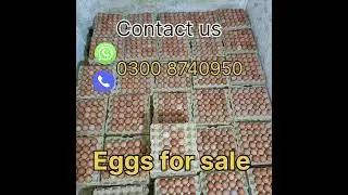 Lohman Brown & Black eggs for sale