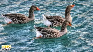 Top Most Beautiful Ducks in the World (2020 4K)