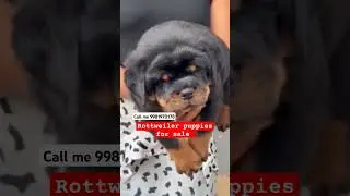 Rottweiler puppies for sale price 5000