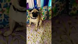Oscar बोल रहा ऐसे बैठो वरना देख लेना😡#oscarcutest #puglife #dogprank #shorts 🥰🥰😂