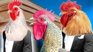 Rooster 