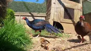 The Critically Endangered Vietnam Pheasant (Lophura Edwardsi) with 8 Newly Hatched Chicks #love#cute