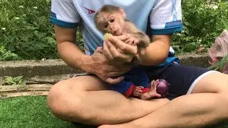 Baby monkey JuJu was fed delicious grapes by his father
