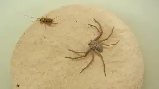 sicarius sp. feeding