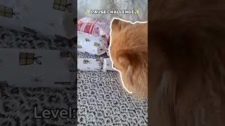 ✨️PAUSE CHALLENGE✨️ #shorts #dog #pomeranian